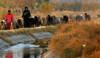 Iraqi woman herding sheep