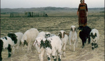 Woman herding sheep