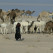 Samawah camels