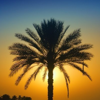 palm from iraq